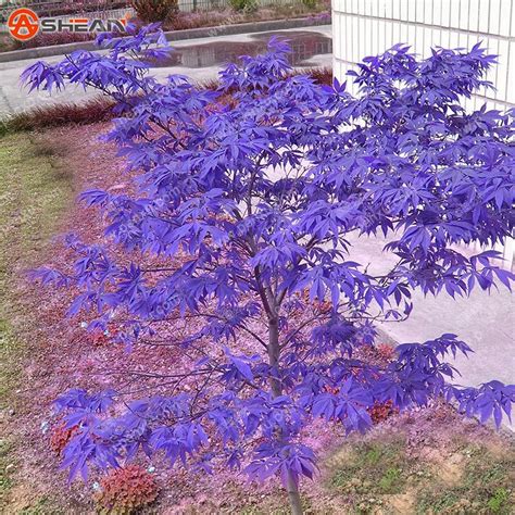 blue japanese maple bonsai|japanese maple bonsai soil.